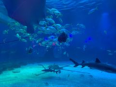 -烟台海昌鲸鲨海洋公园