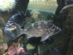 -西雅图水族馆