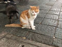 -老太皮肚面