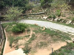 -深圳野生动物园