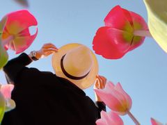 -荷兰花海
