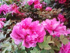 -洛阳市隋唐城遗址植物园