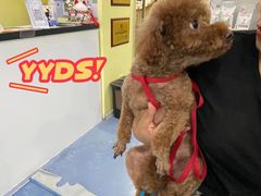 -瑞鹏宠物医院·爱宠堂·骨外专科(西荷分院)