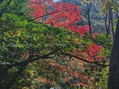 -关门山森林公园