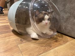 -袖虎·猫馆(体育西路店)
