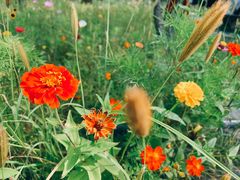 -野鸭湖国家湿地公园