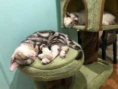 -猫小院猫主题餐厅(三里屯店)