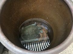 3斤多的甲鱼-旺山·浪头人家