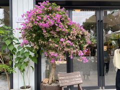 -花神·轻食简餐·咖啡馆·花卉绿植(荷兰花卉小镇店)