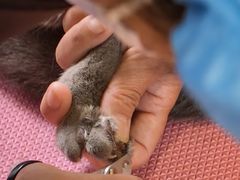 -北京观赏动物医院·24小时大型综合·猫专科·异宠专科