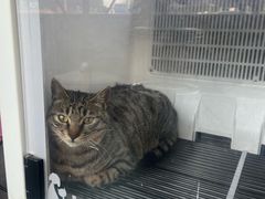 -宠颐生宠物医院·犬猫全科·皮肤科(商业街店)
