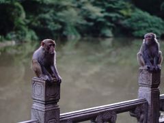 -黔灵山公园