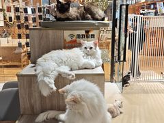 -藏猫猫咖啡主题馆(中央大道店)