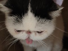 -藏猫猫咖啡主题馆(中央大道店)