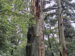 -天目山大树王景区
