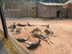 -深圳野生动物园