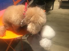 -八公叔叔宠物美容连锁(春申店)