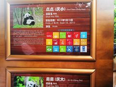 景点-成都大熊猫繁育研究基地