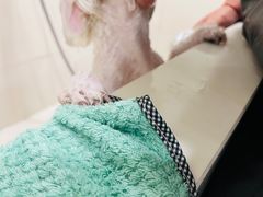 -当汪遇见喵宠物店