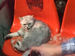 -猫咪博物馆(顶澳仔猫街店)