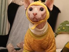 -纳吉亚猫专科动物诊疗中心(蒋宅口分院)