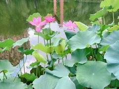 -陈家山荷花公园
