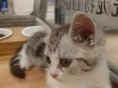 -袖虎·猫馆(体育西路店)