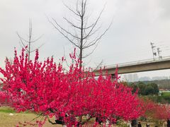 -秀丽东方