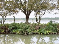 -大湾区中央湿地公园