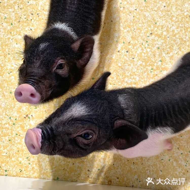 嘉兴探店｜合乐城“遇见萌宠”