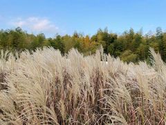 -宁波浙东大竹海景区