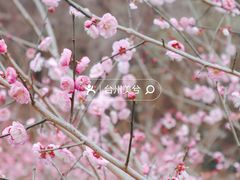 -紫阳古街