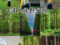 -黄海国家森林公园