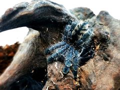 -酷以爬仙阁实体爬宠店·守宫·蜥蜴·专业繁育