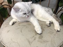 -平行世界·猫咖(首经贸店)
