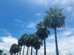 -大湾区中央湿地公园-十九涌