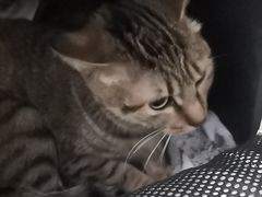 -瑞派罗医生宠物诊所(古镇分所)