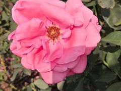 -亚龙湾国际玫瑰谷