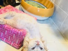 -1013 PET SHOP 宠物商店(近铁城市广场店)