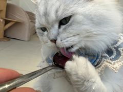 -怪兽屋·羊驼·猫咖·狗咖(俊华广场店)