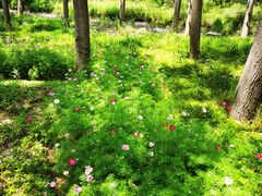 -合肥滨湖国家森林公园