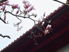 -阿育王寺