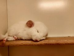 -龙猫仔乐园(惠福东路店)