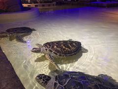 -华夏文旅海洋公园