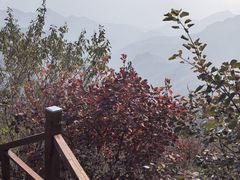 -大岭沟猕猴桃谷风景区
