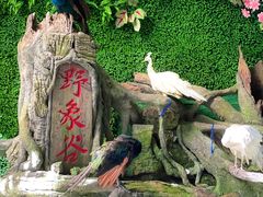 -野象谷景区