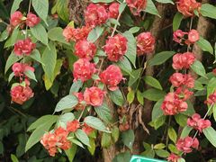 -广西壮族自治区药用植物园