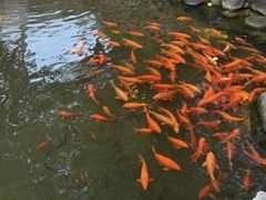 -惠州西湖丰渚园