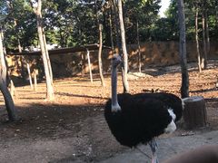 -清迈夜间动物园