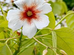 -舒家湾天主教堂